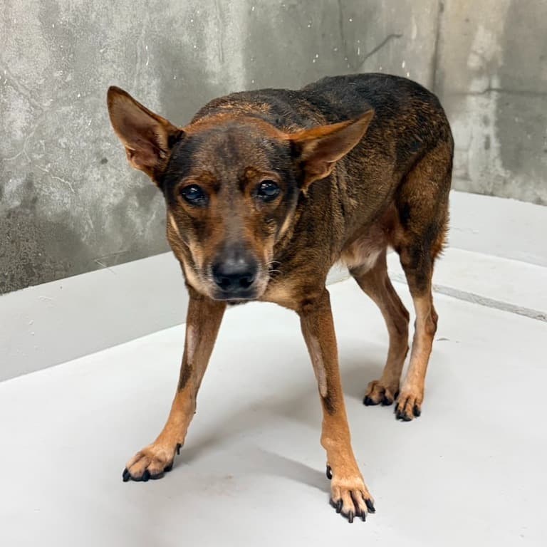 混種犬待認養照片