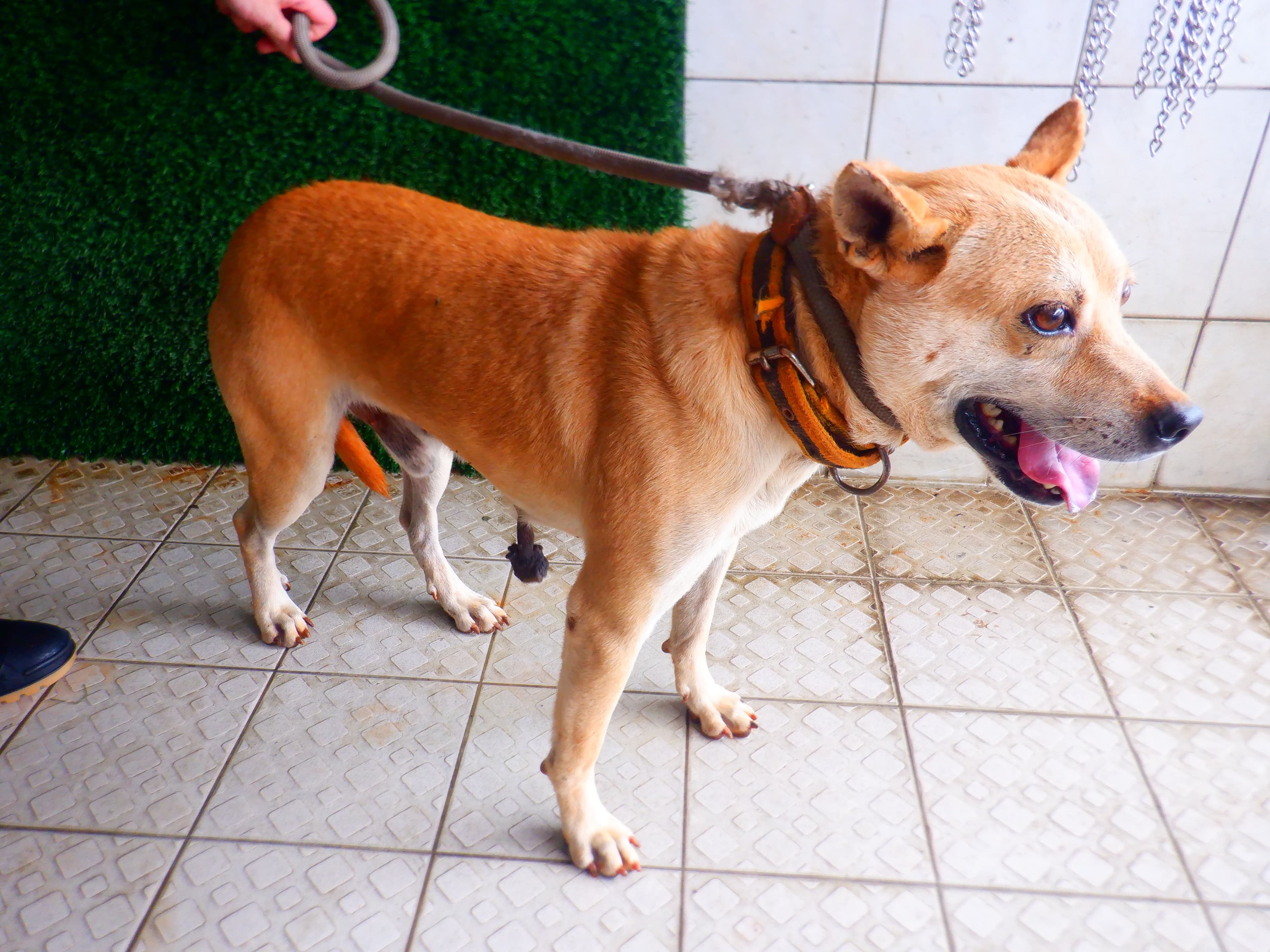 混種犬待認養照片