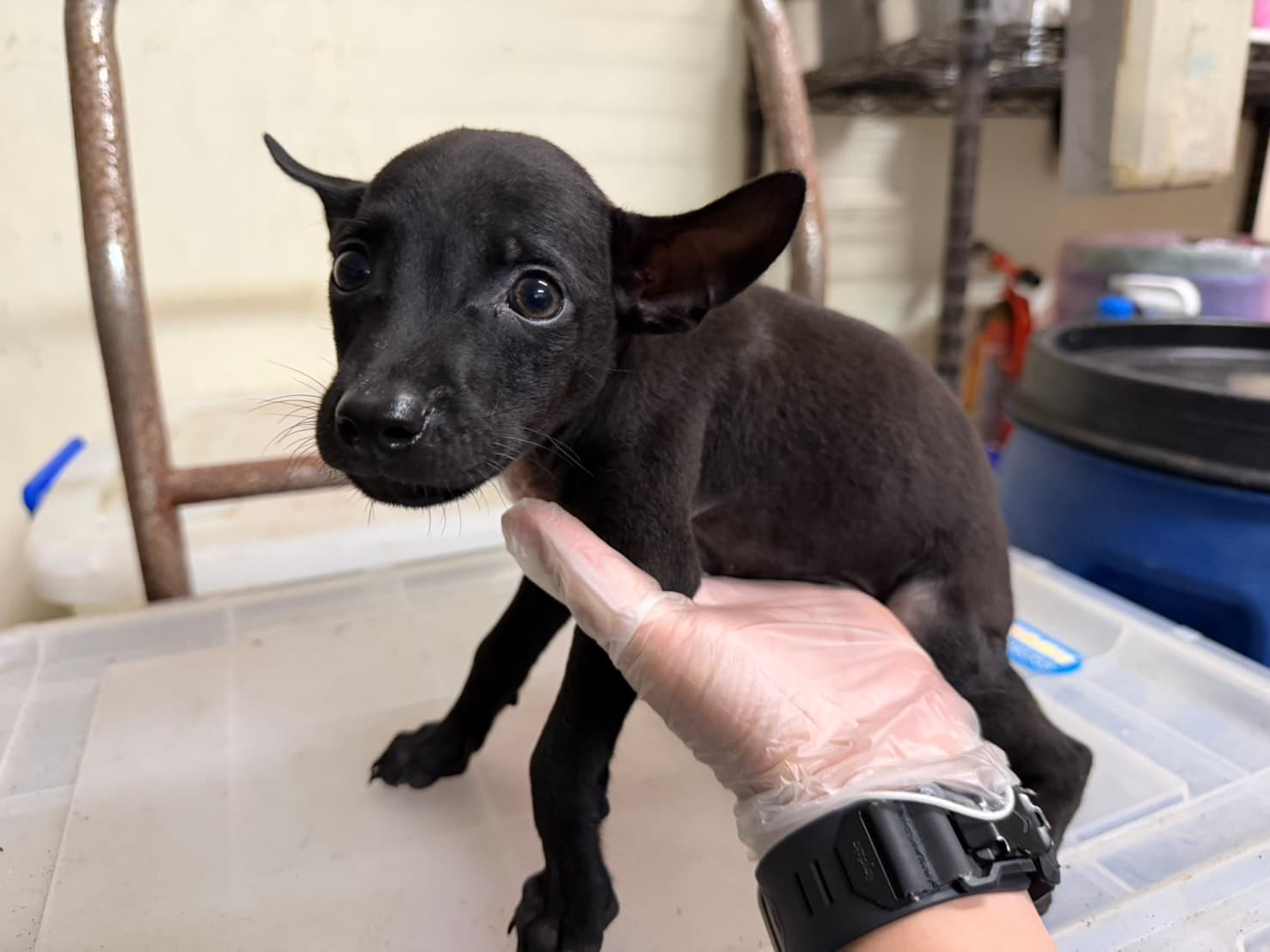 混種犬待認養照片