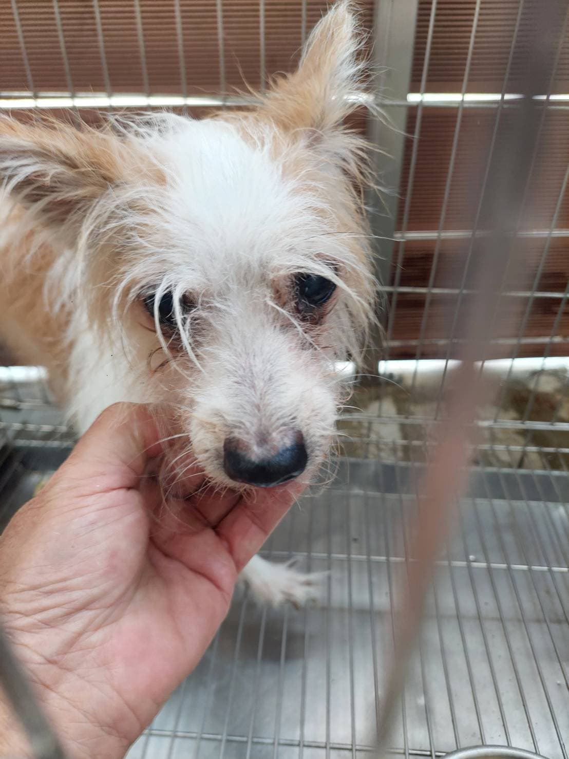 混種犬待認養照片
