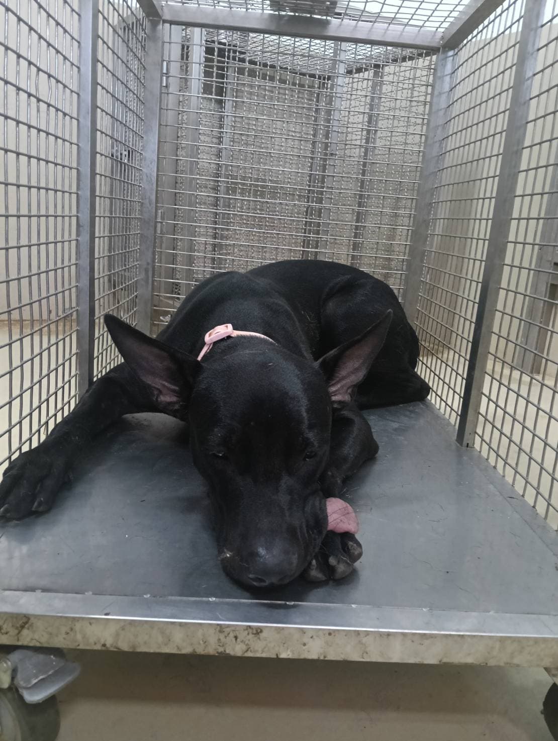 混種犬待認養照片
