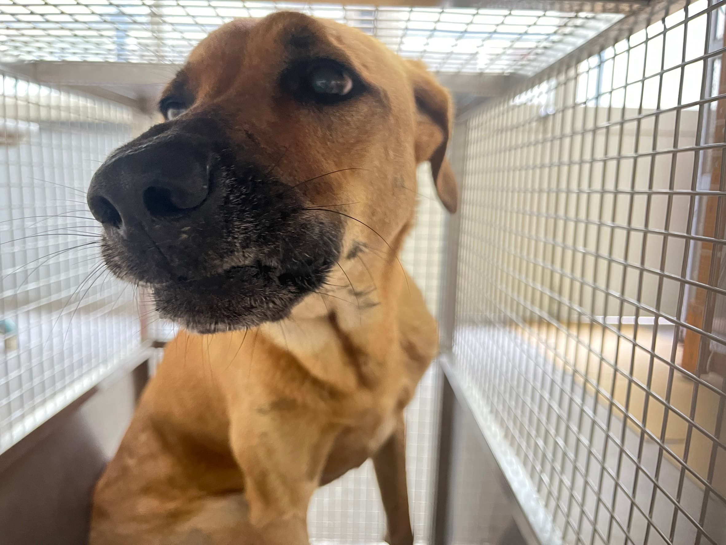 混種犬待認養照片