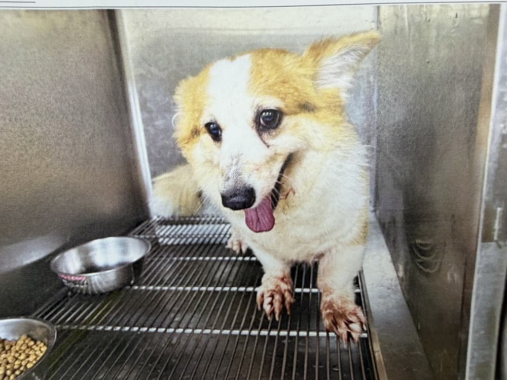 威爾斯柯基犬待認養照片