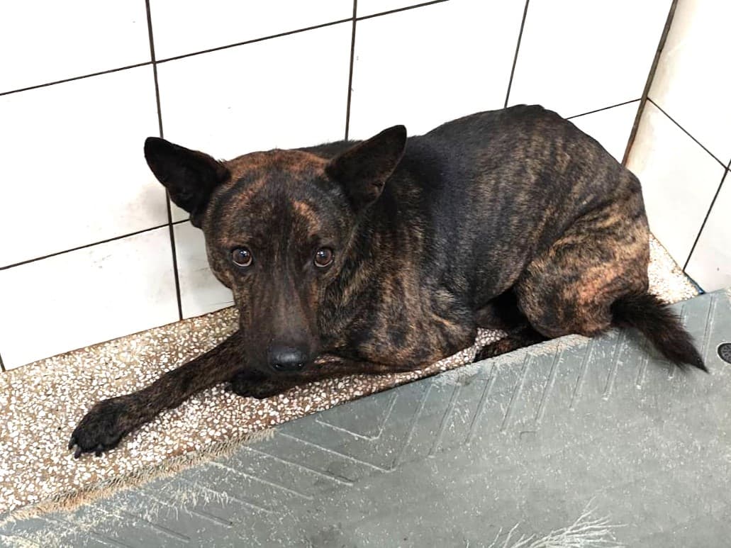 混種犬待認養照片