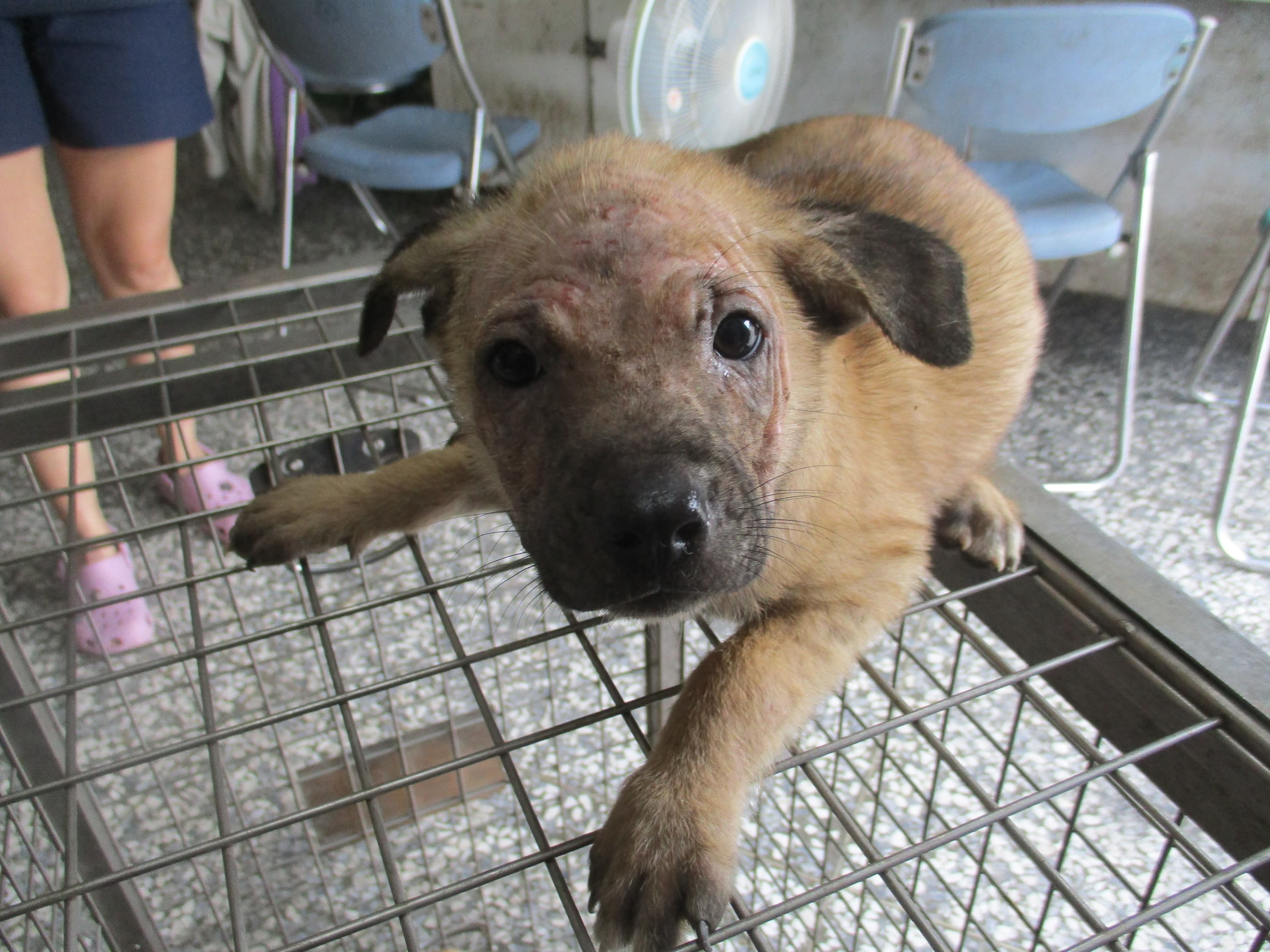 混種犬待認養照片