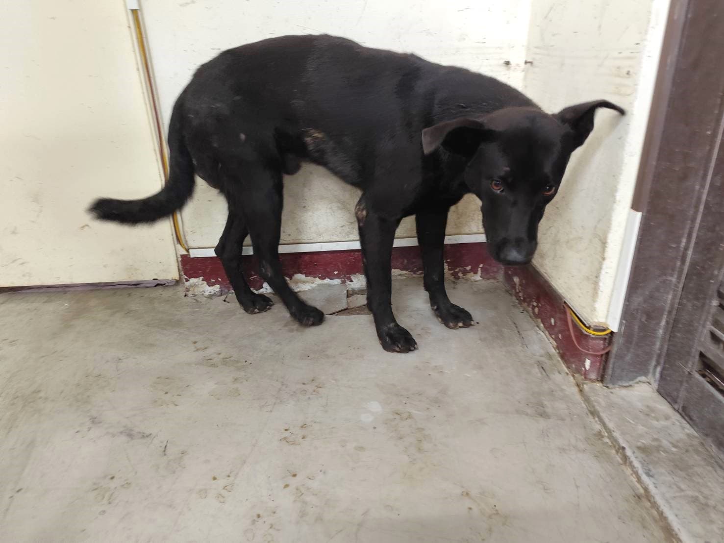 混種犬待認養照片