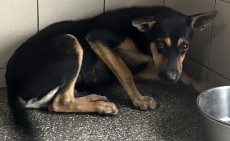 混種犬待認養照片