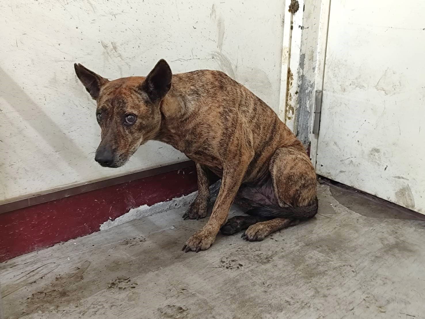混種犬待認養照片