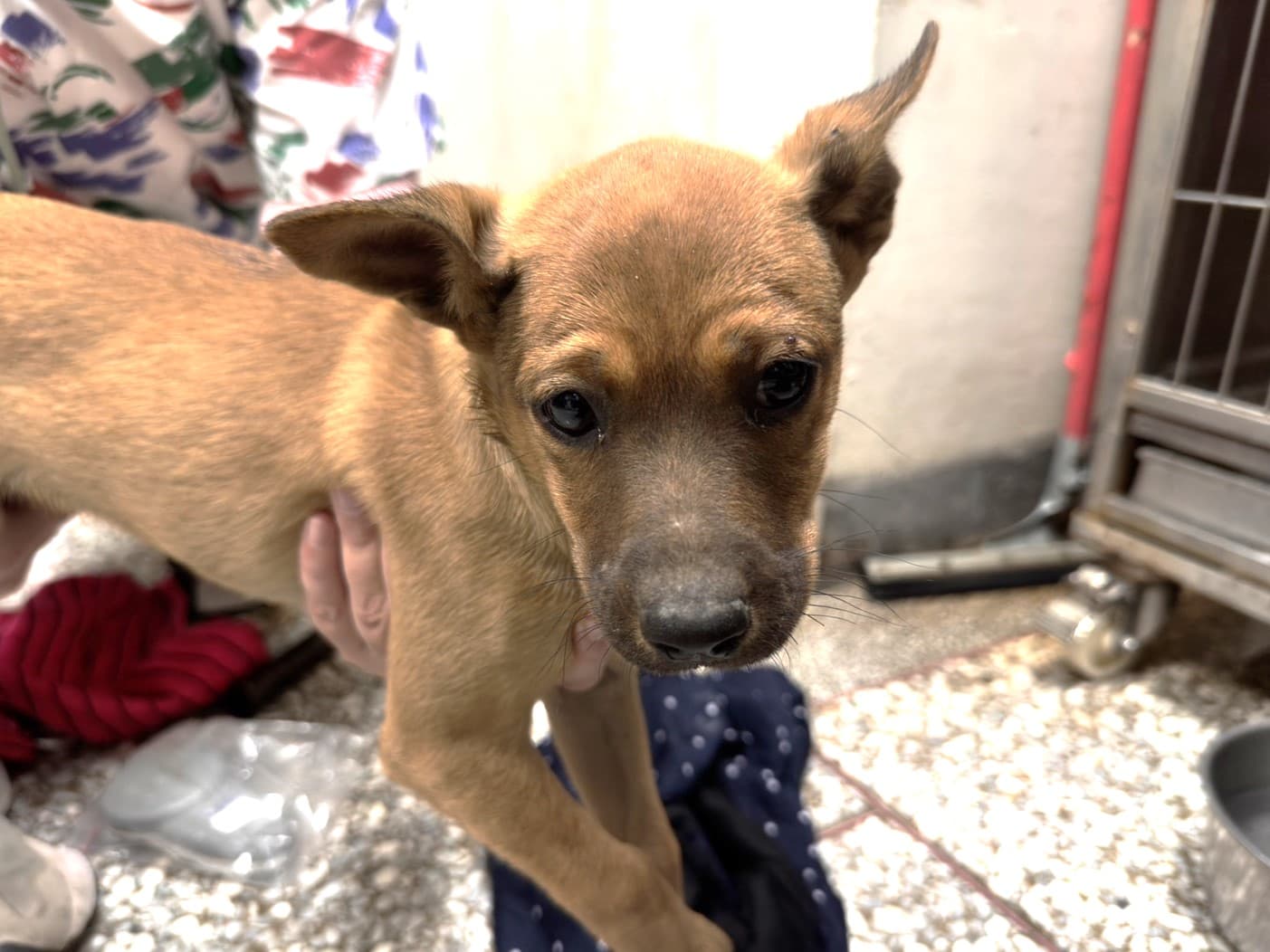 混種犬待認養照片