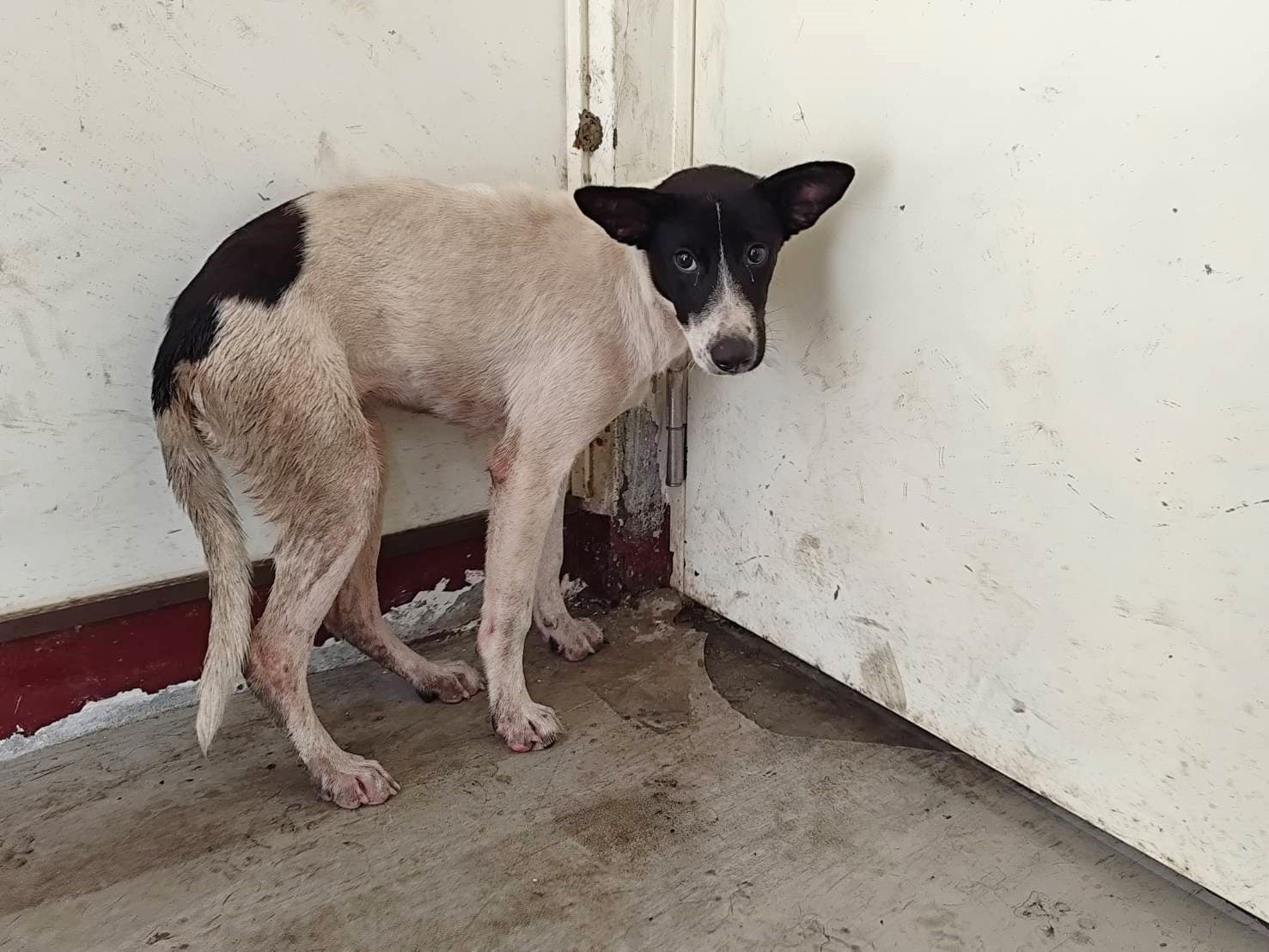 混種犬待認養照片
