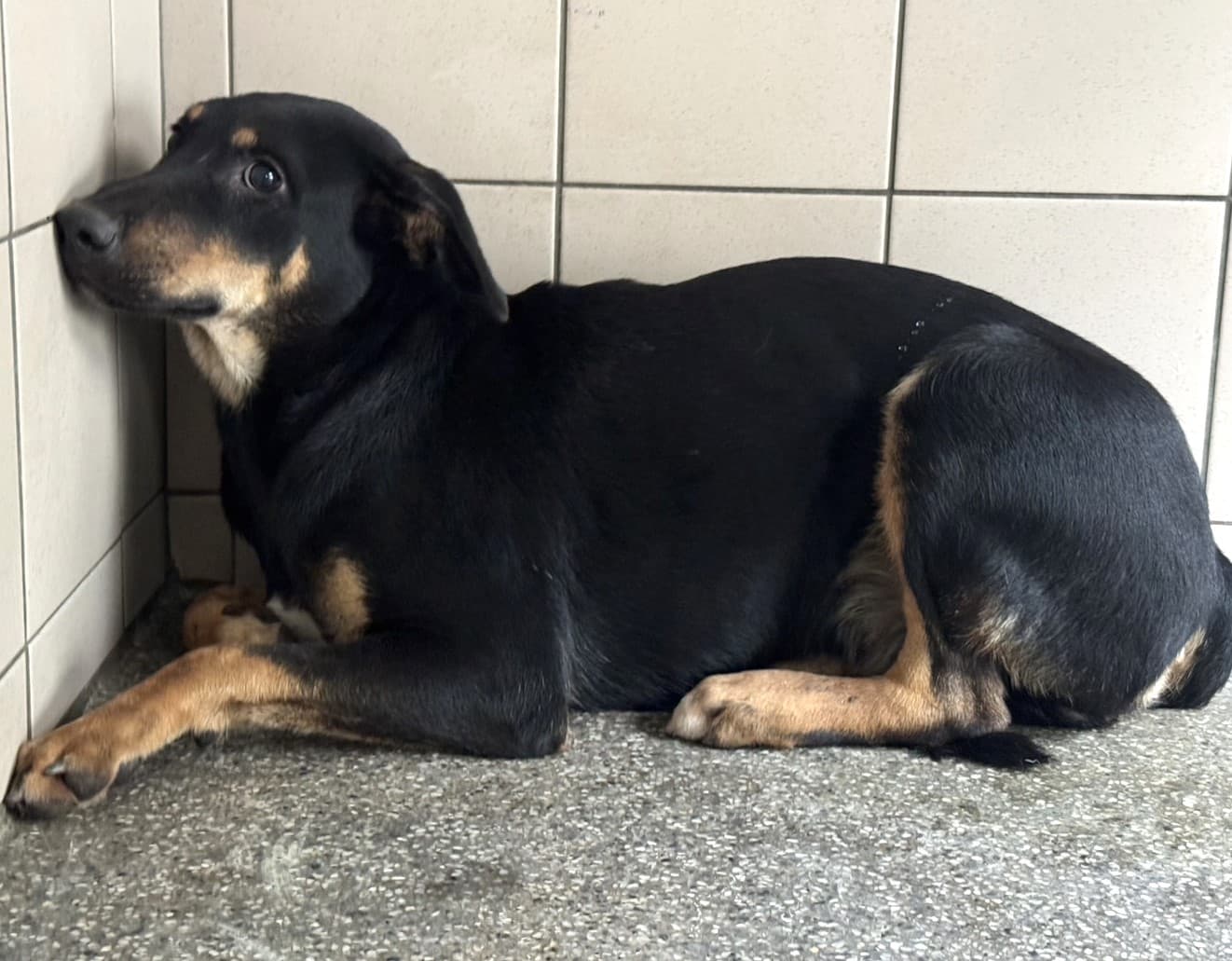 混種犬待認養照片
