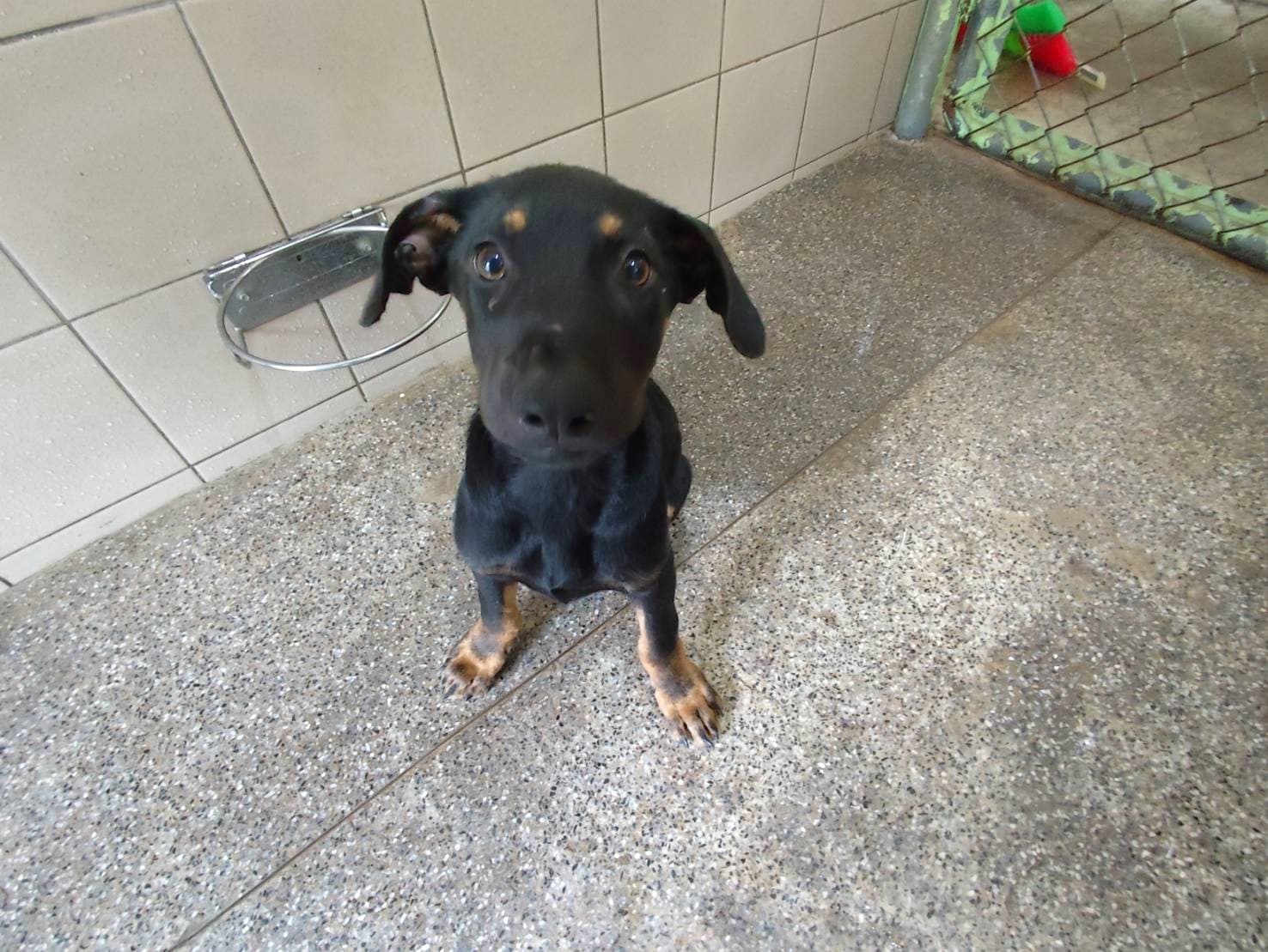 混種犬待認養照片