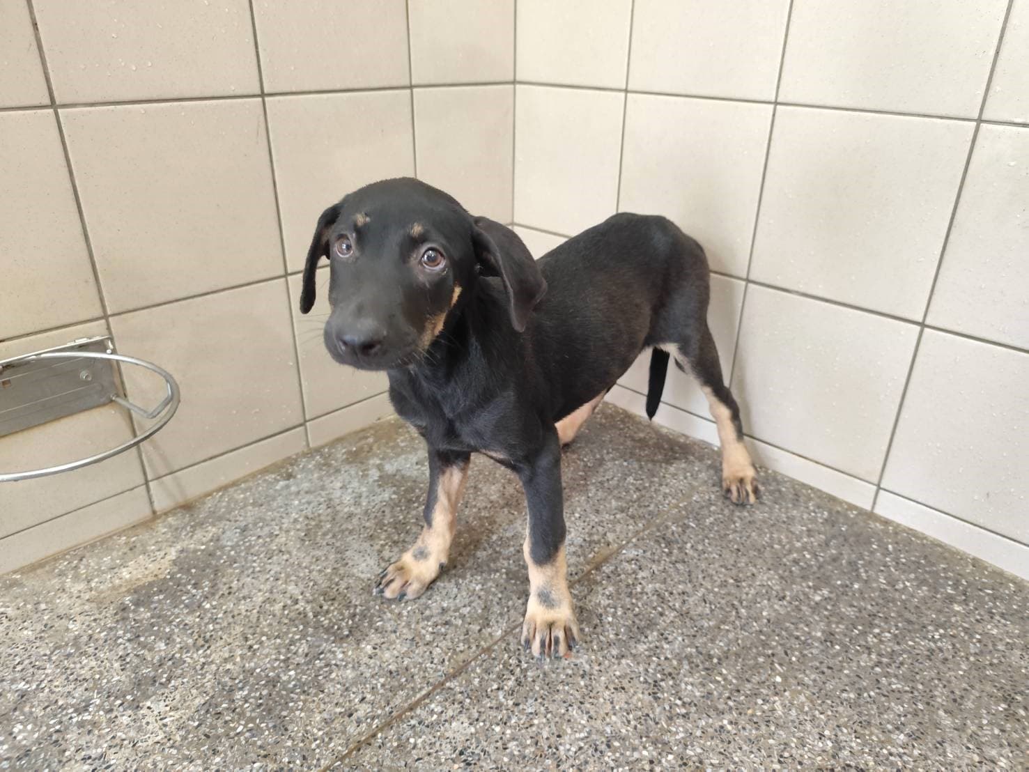 混種犬待認養照片