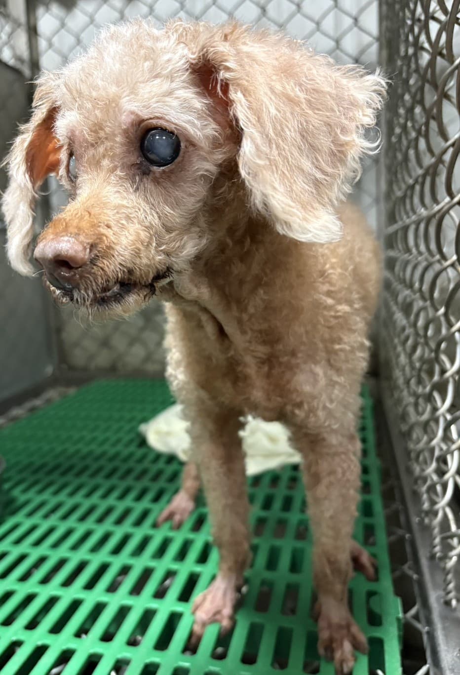 貴賓犬待認養照片