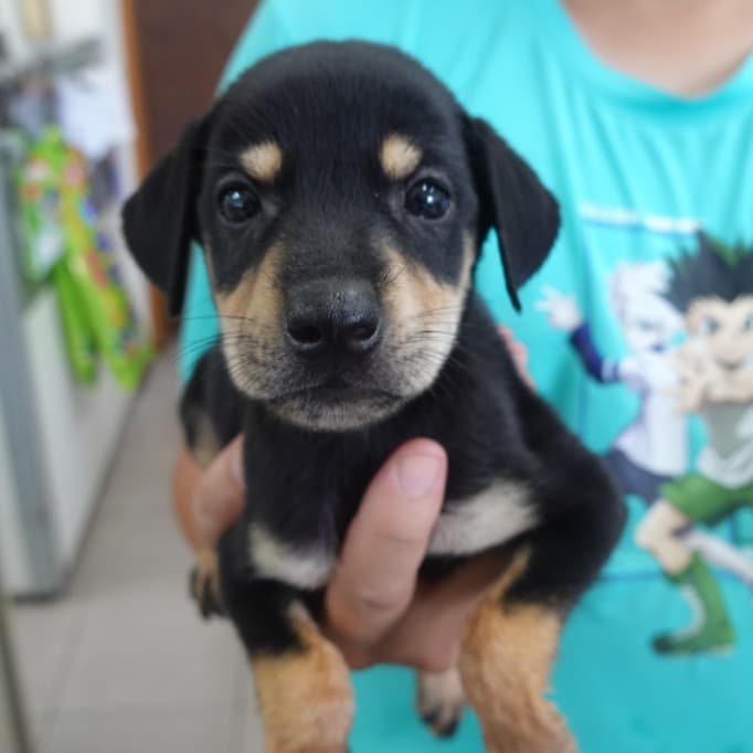 混種犬待認養照片