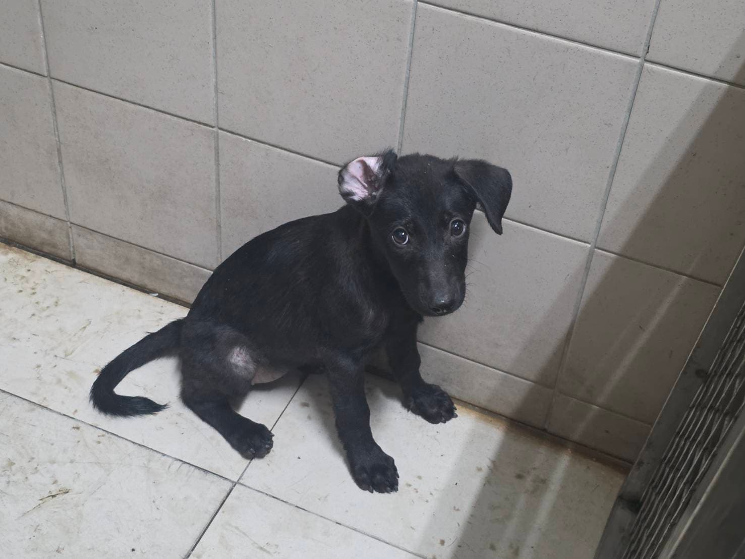 混種犬待認養照片