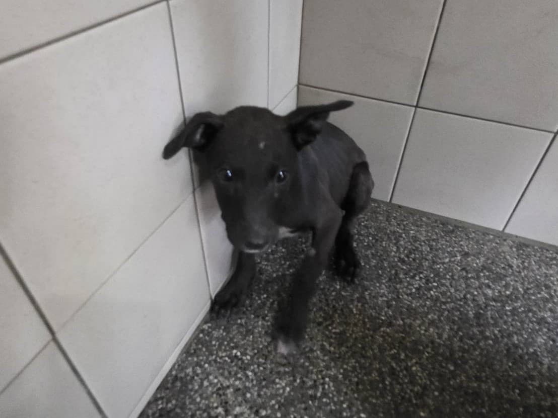 混種犬待認養照片