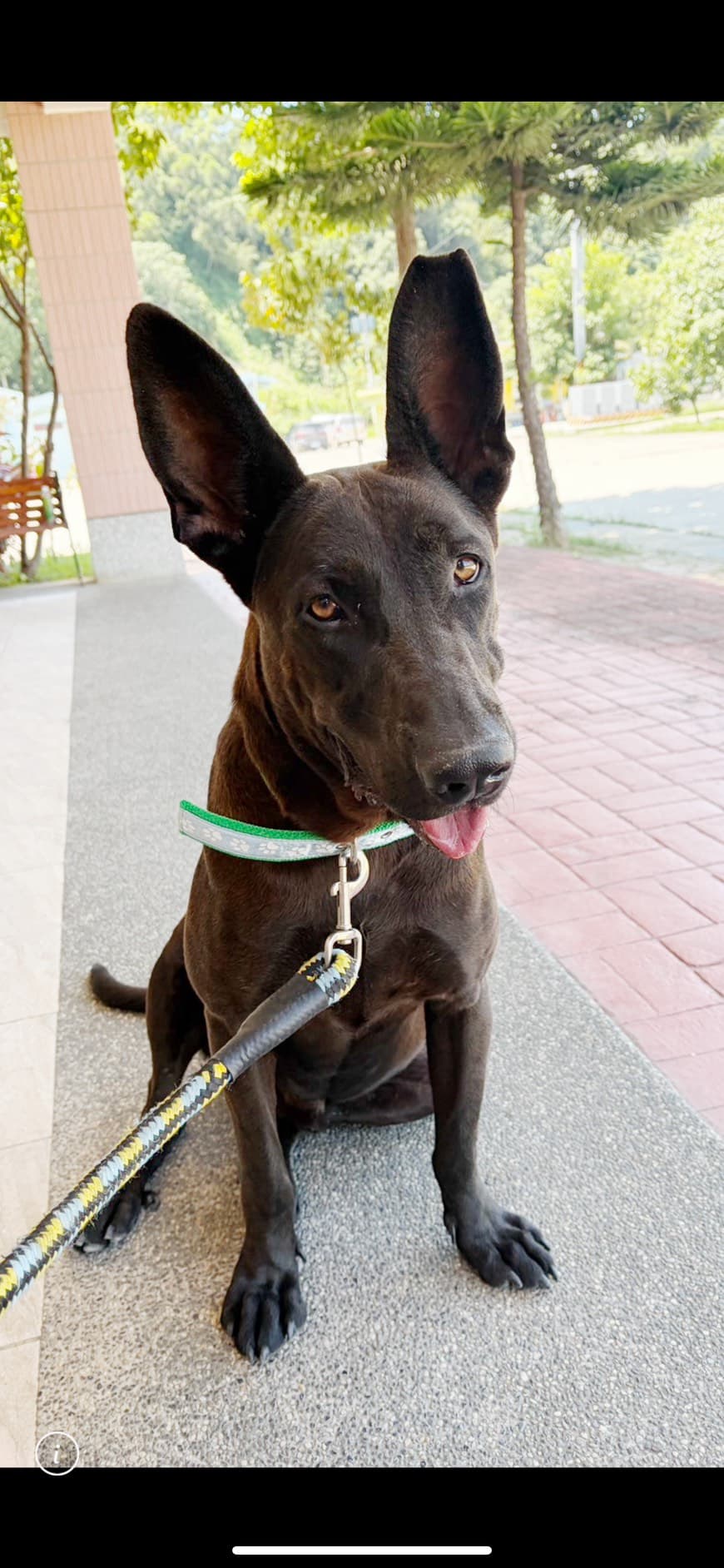 混種犬待認養照片