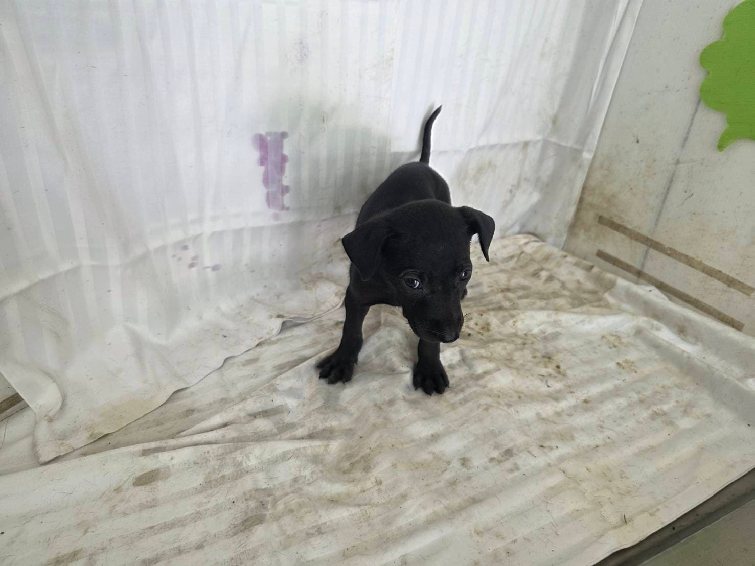 混種犬待認養照片