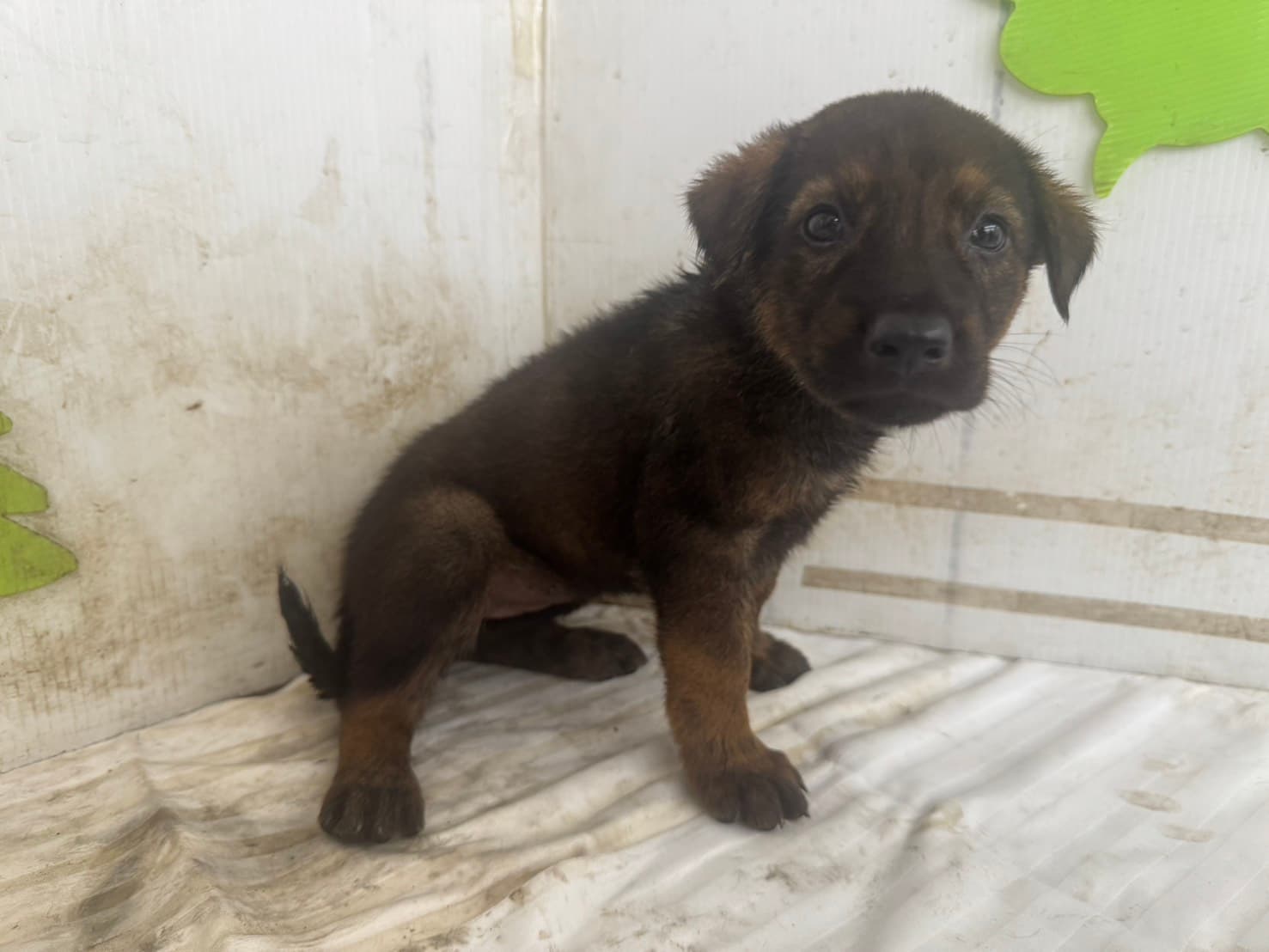 混種犬待認養照片