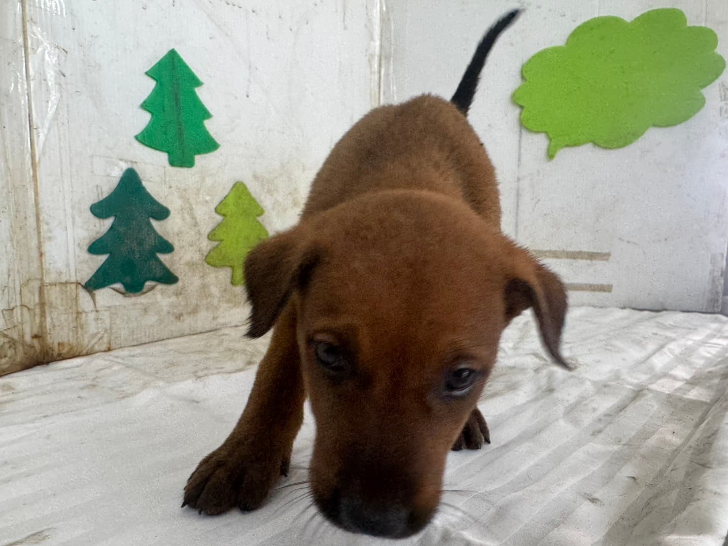 混種犬待認養照片