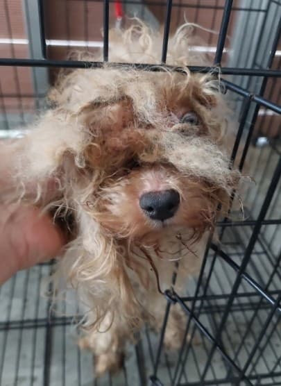 瑪爾濟斯犬待認養照片