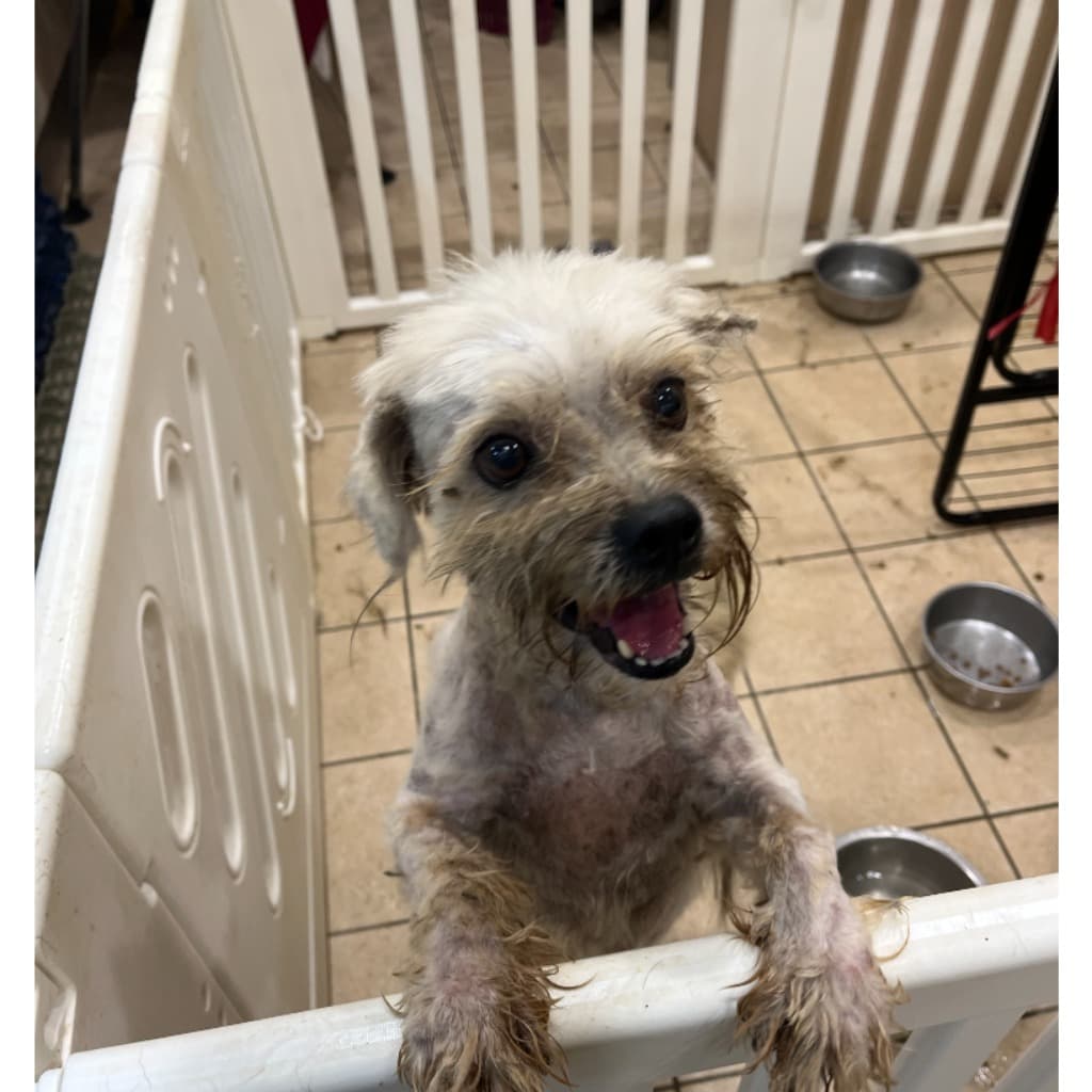 混種犬待認養照片