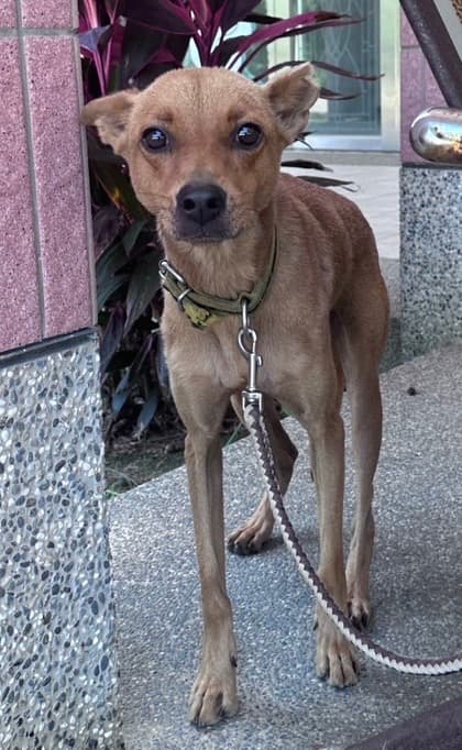 混種犬待認養照片