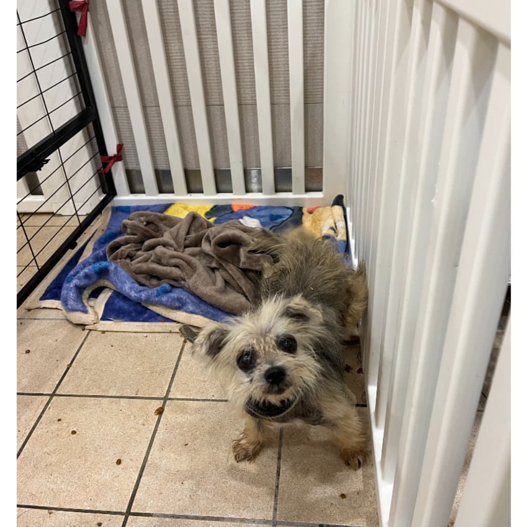 混種犬待認養照片