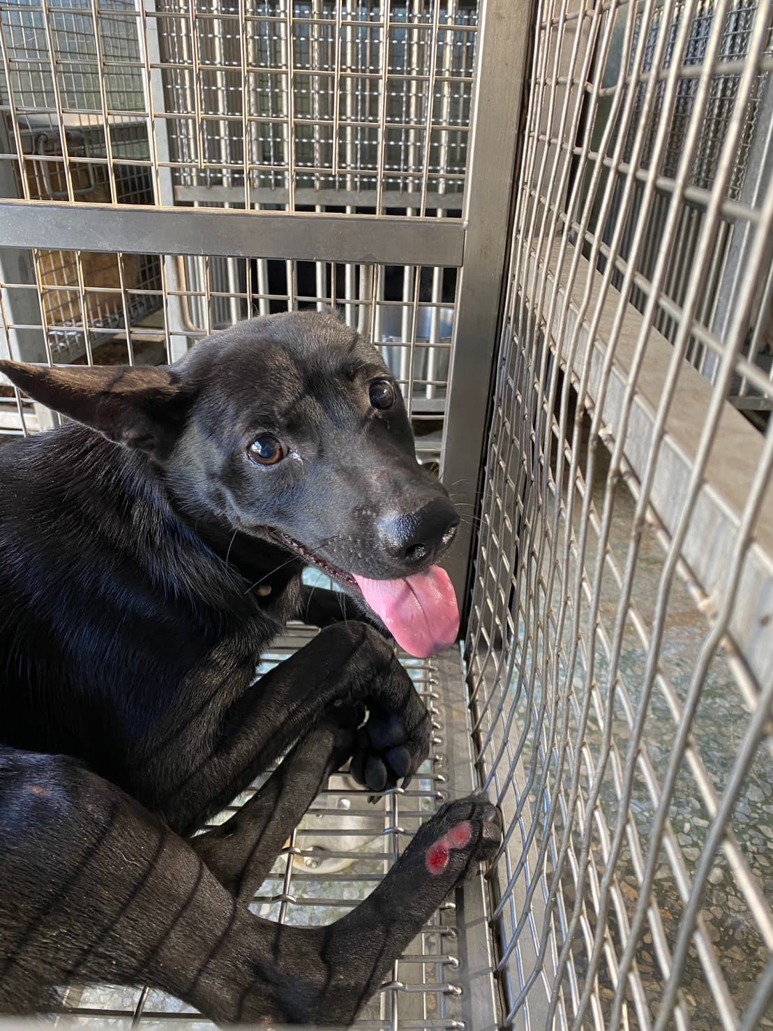 混種犬待認養照片