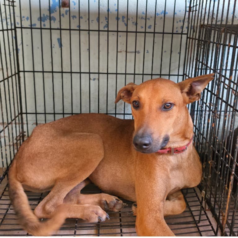 混種犬待認養照片