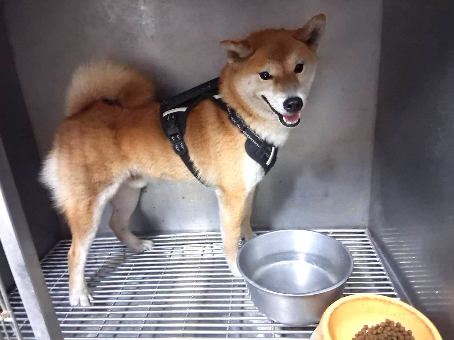 混種犬待認養照片