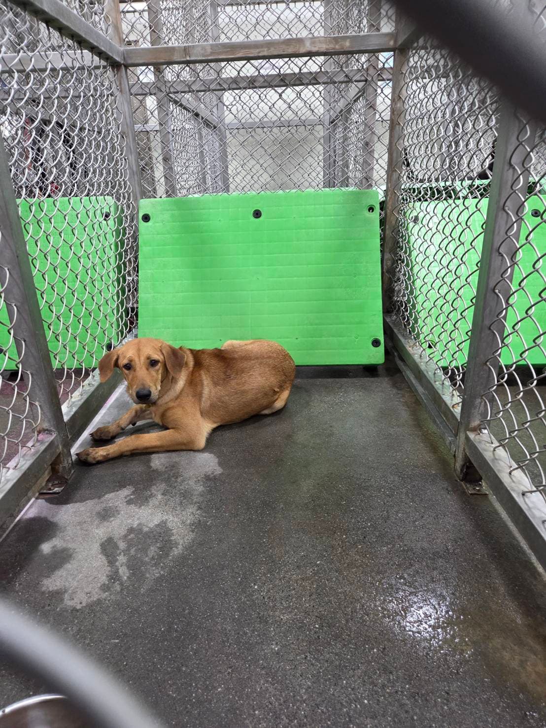 混種犬待認養照片