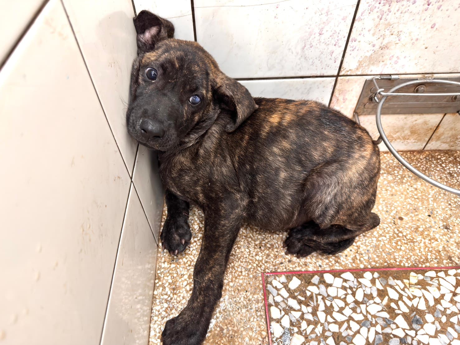 混種犬待認養照片