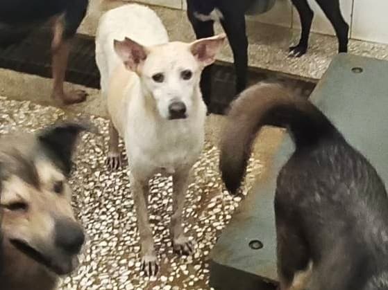混種犬待認養照片