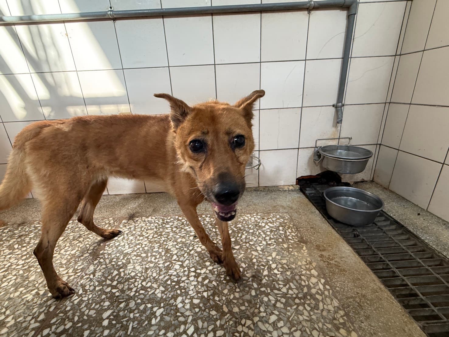 混種犬待認養照片
