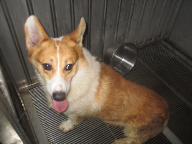 威爾斯柯基犬待認養照片