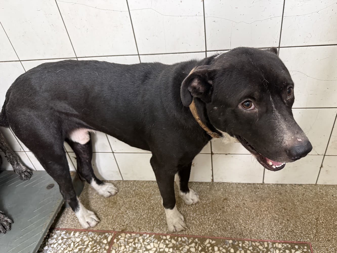 混種犬待認養照片