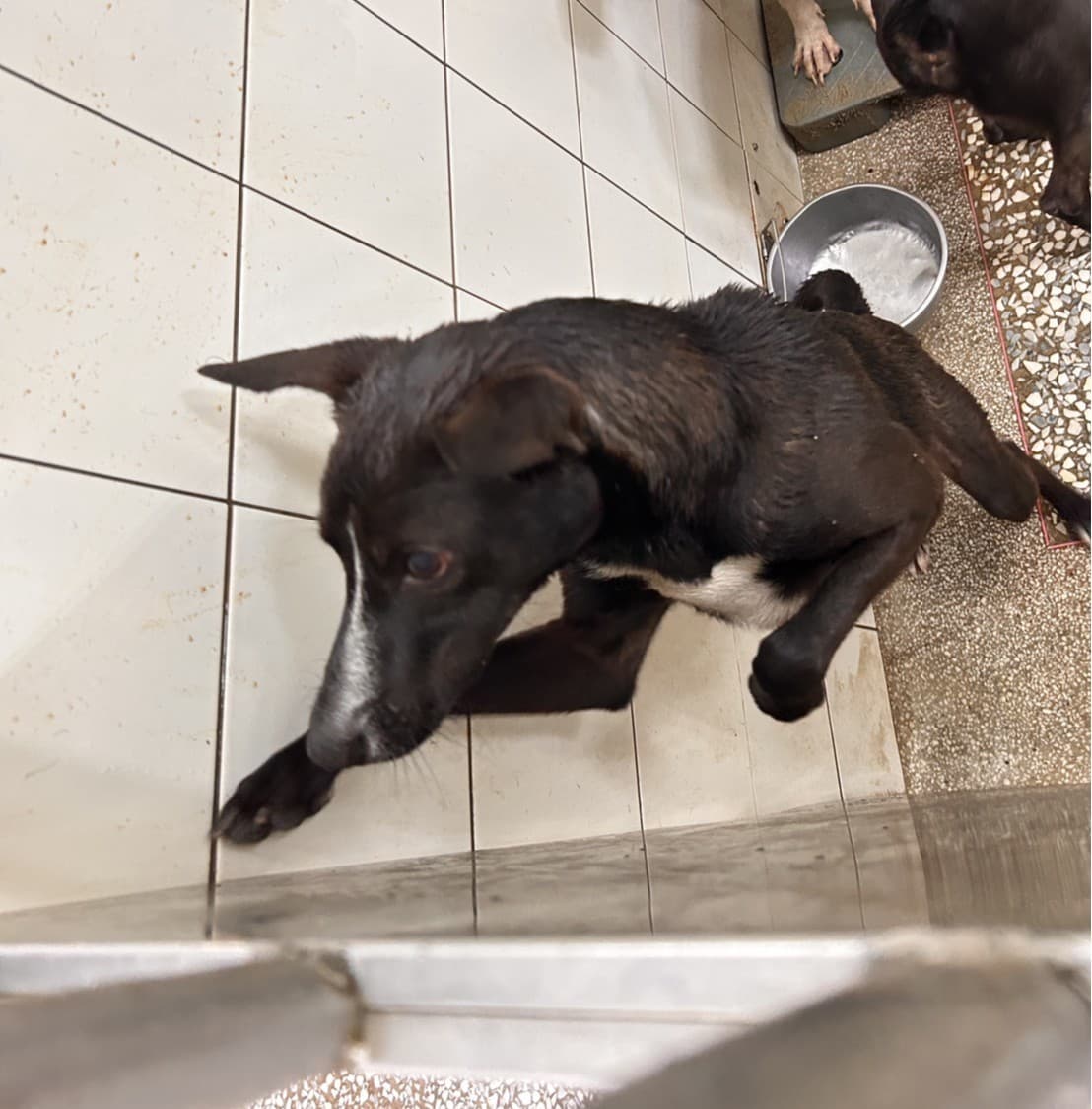混種犬待認養照片
