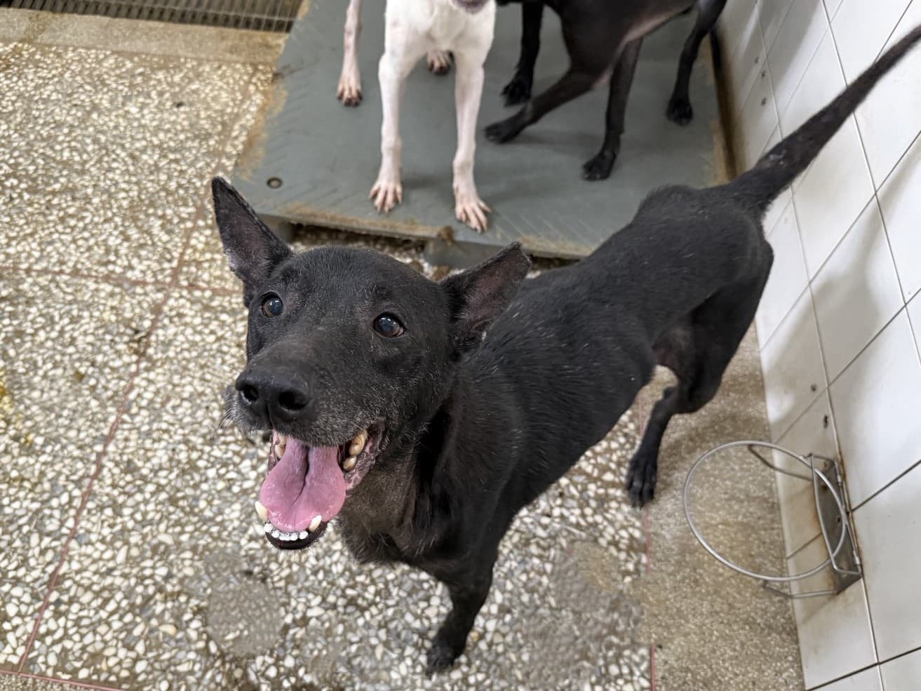 混種犬待認養照片