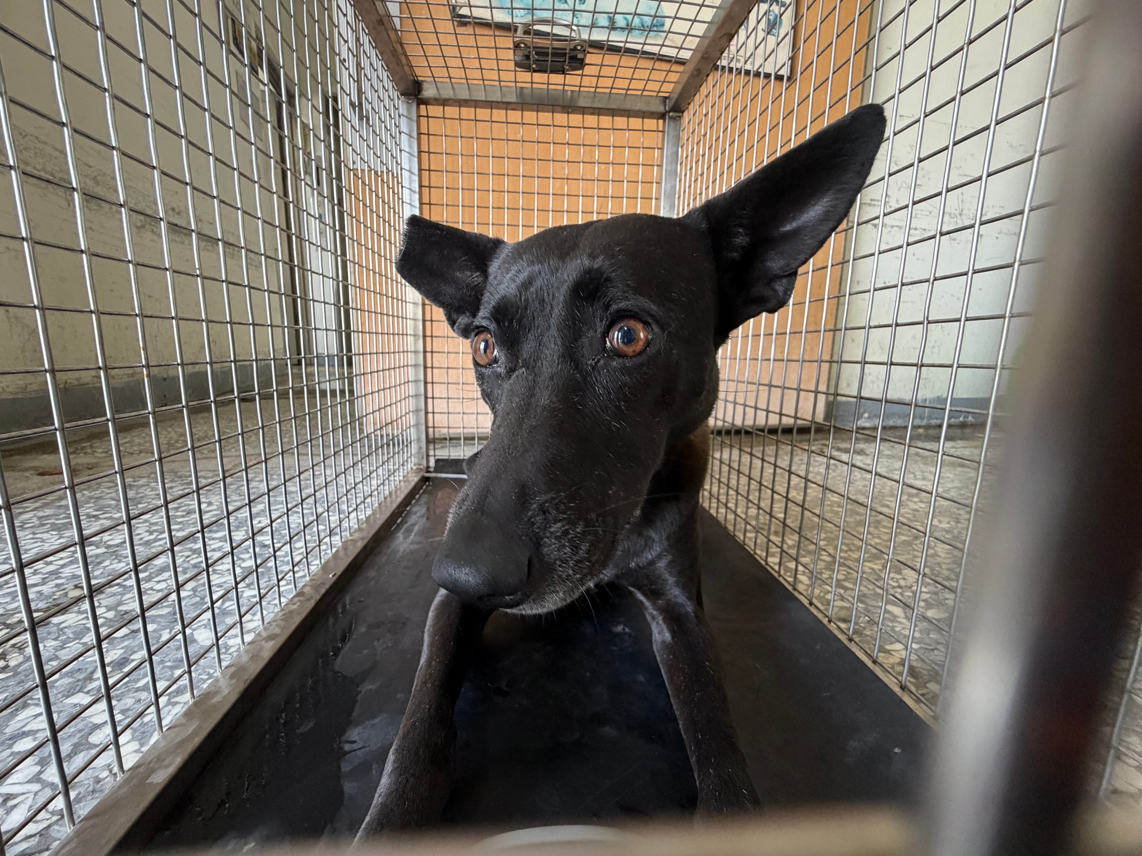 混種犬待認養照片