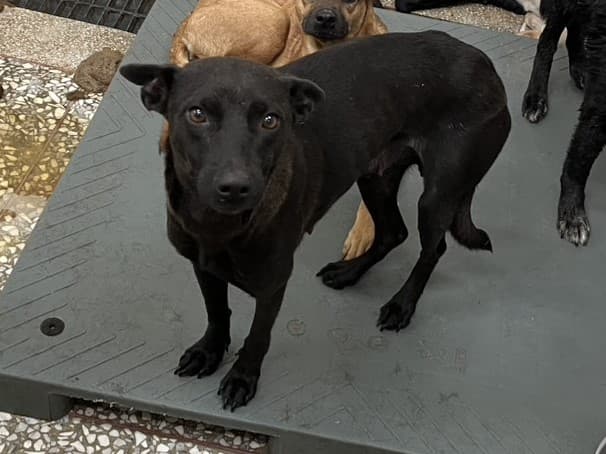 混種犬待認養照片