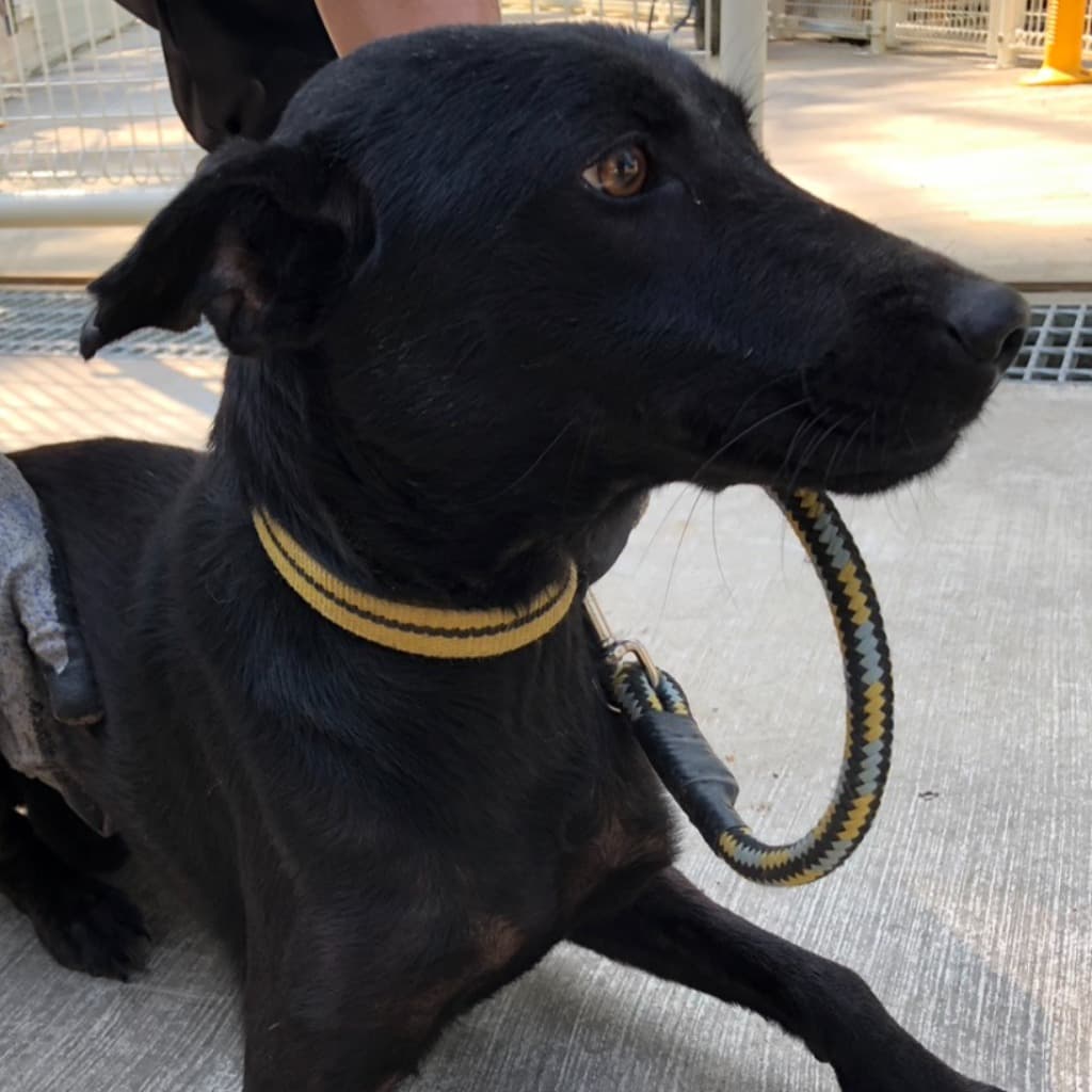 混種犬待認養照片