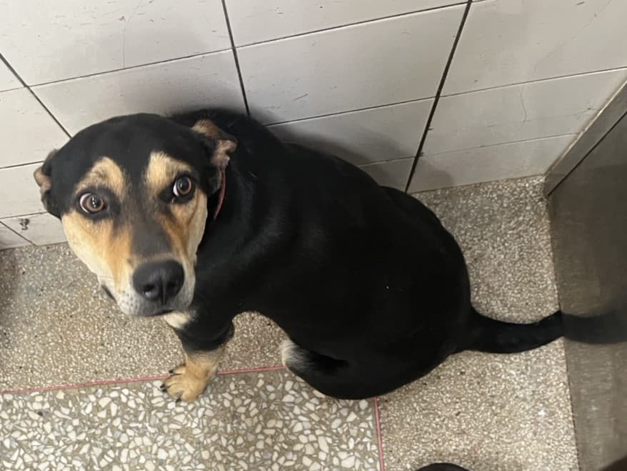 混種犬待認養照片