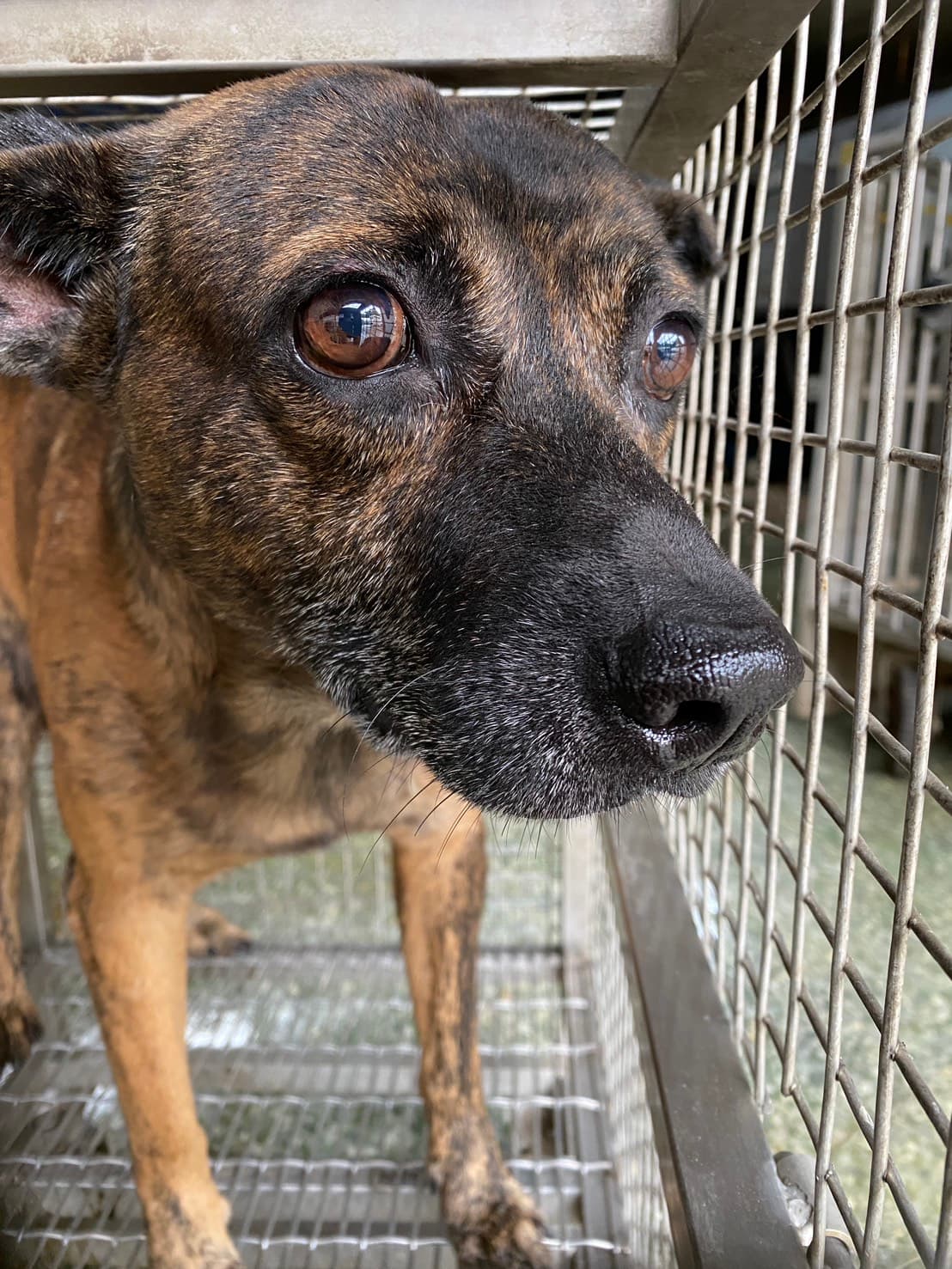 混種犬待認養照片