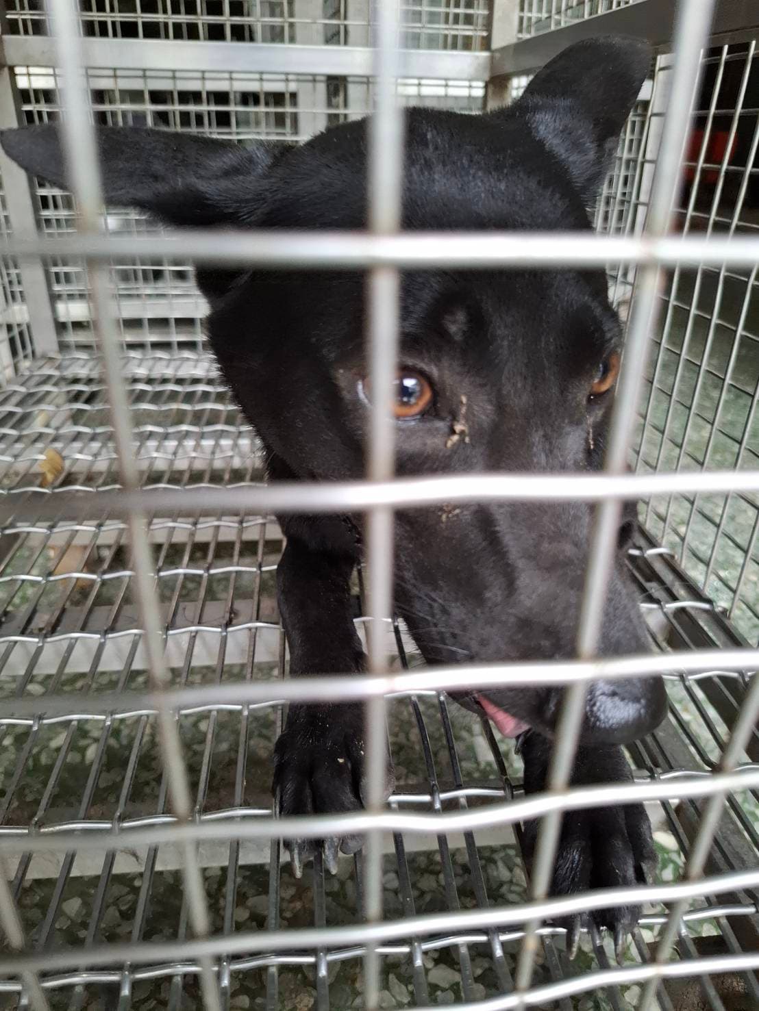 混種犬待認養照片