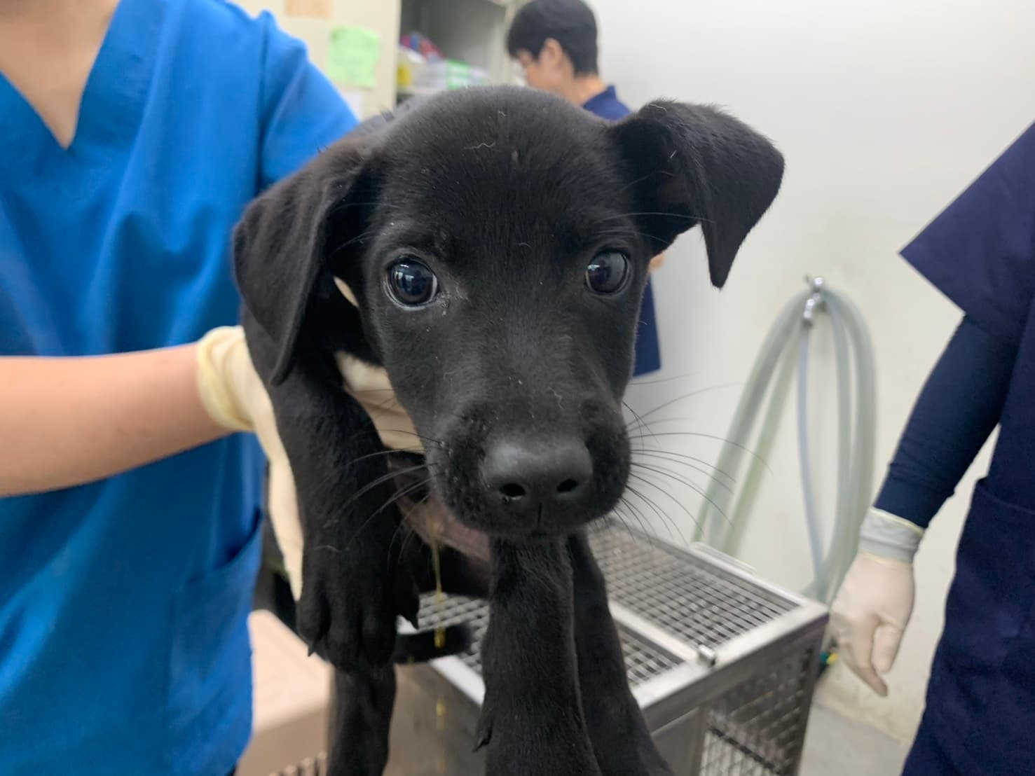混種犬待認養照片
