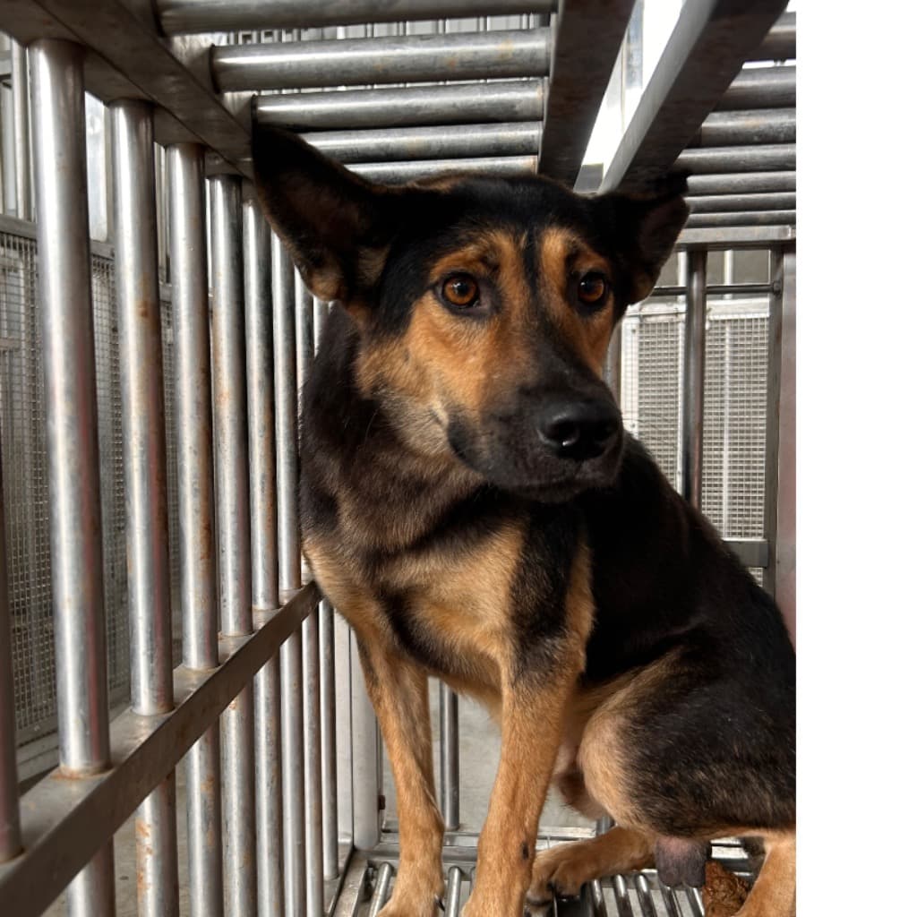 混種犬待認養照片