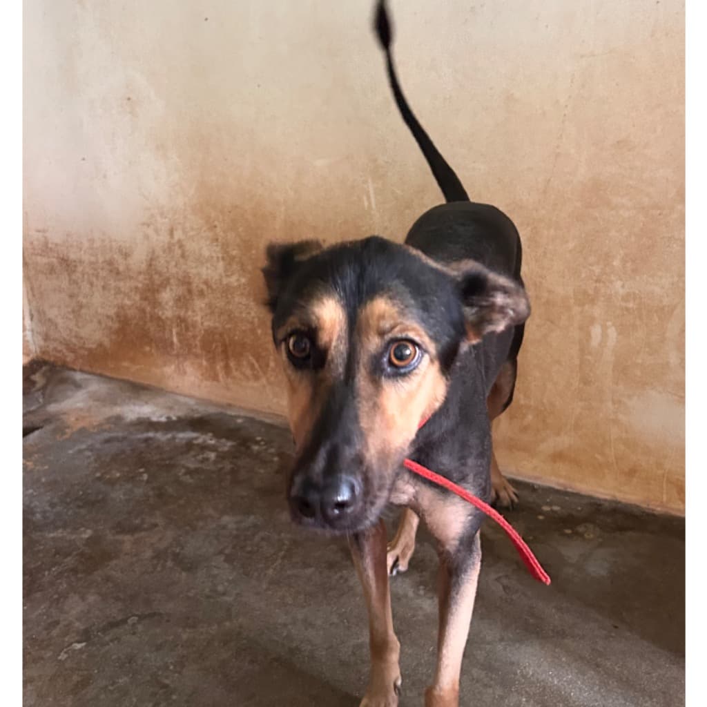 混種犬待認養照片