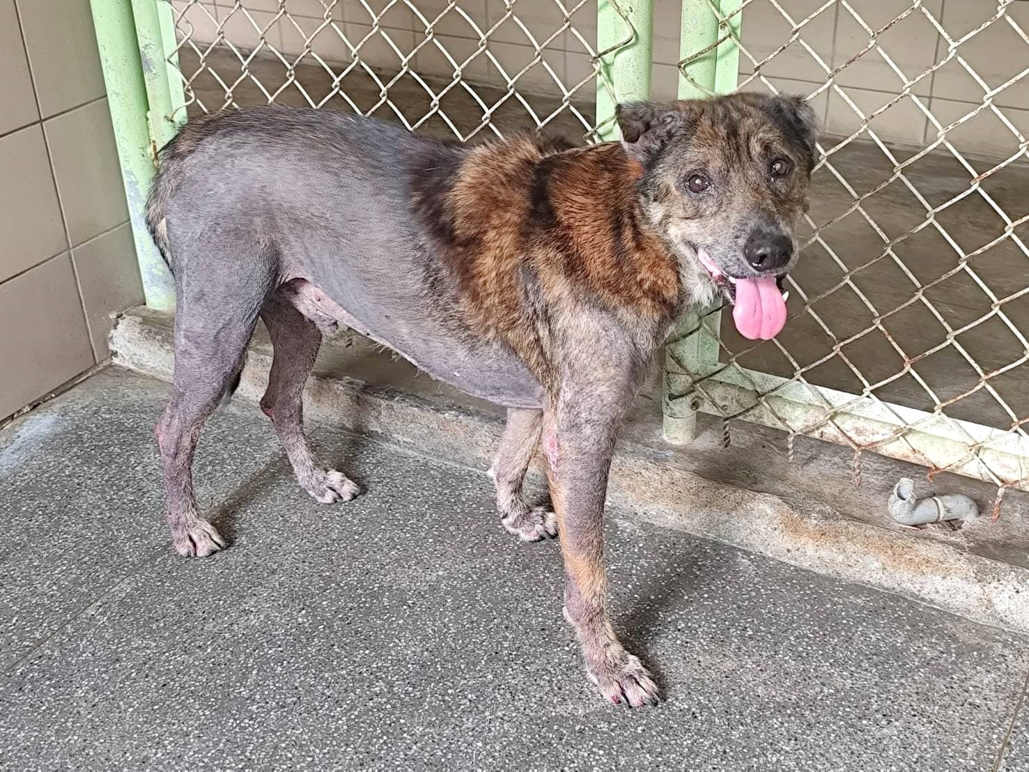 混種犬待認養照片